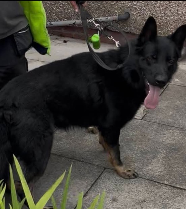 Neglected GSD MAx needs a new home