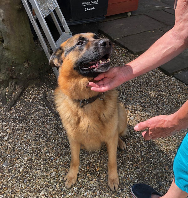 Max gsd looking for a new home