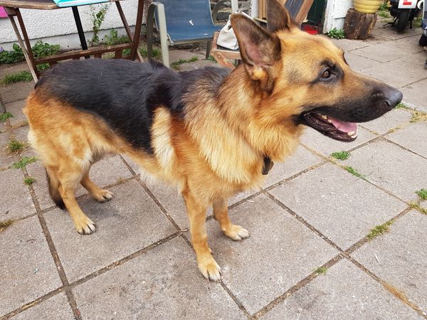 max 4 year old gsd needs a new home
