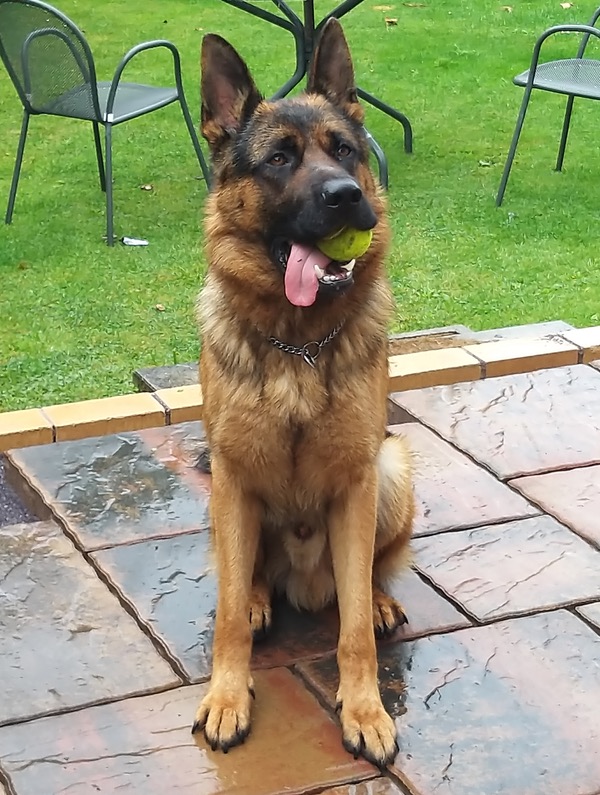 Max beautiful gsd looking for a new home