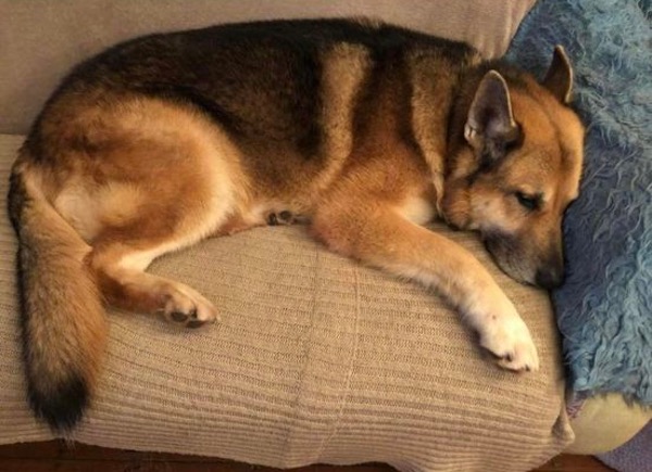 Mature boy GSD Max need a new home