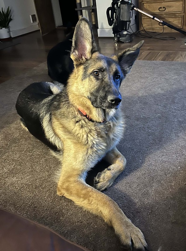 Max and Cooper need a home together