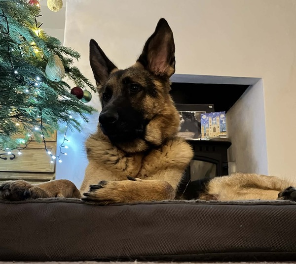 Max and Cooper need a home together