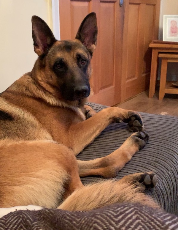 Maximus GSD looking for a new home
