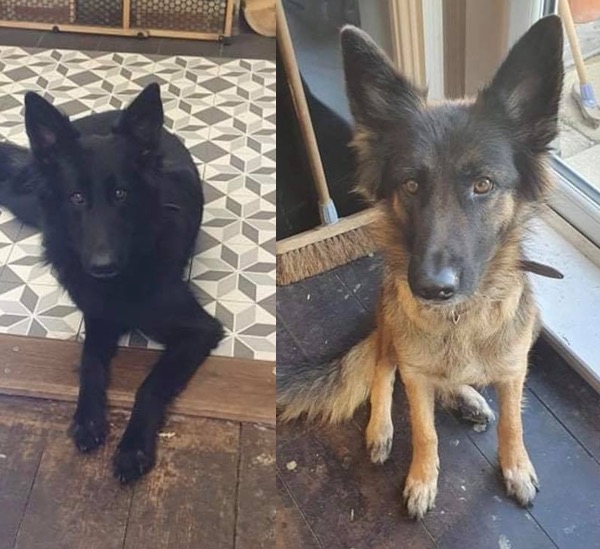 May and Nala GSD sisters need a new home