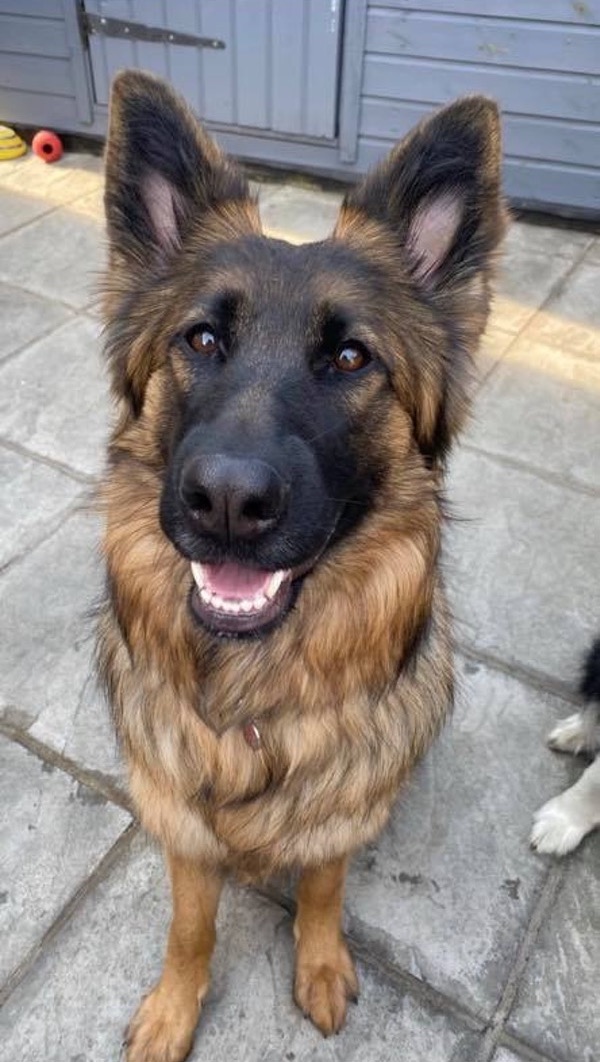 Maya beautiful GSD needs a home