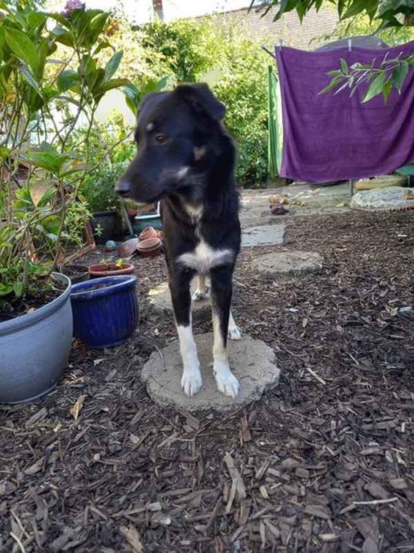 Meg collie shepherd cross needs a new home
