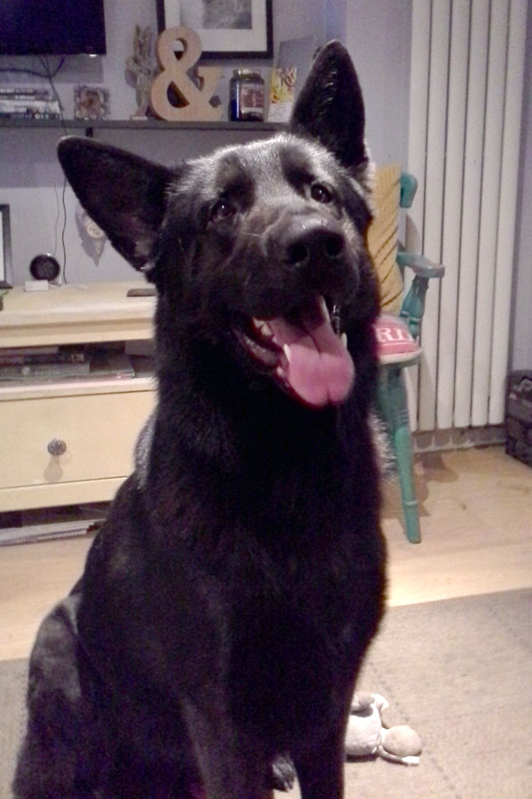 Beautiful black GSD looking for a new home