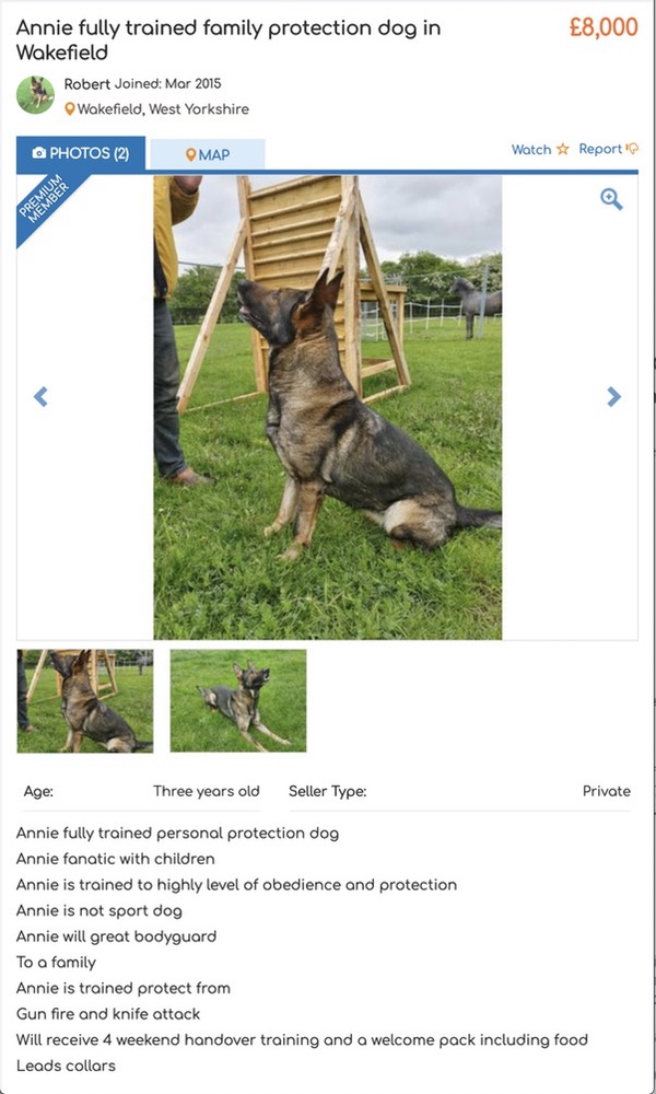 personal protection dog