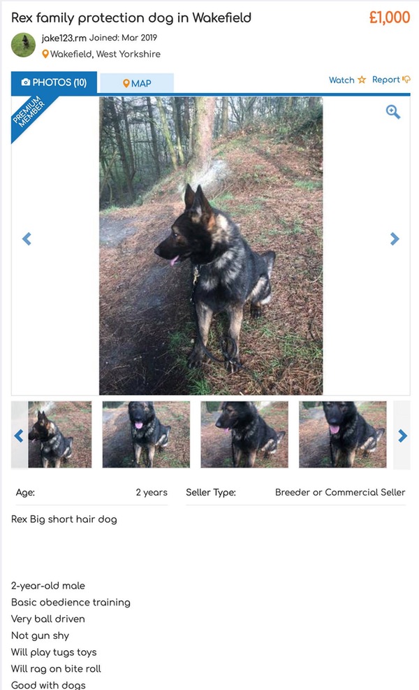 personal protection dog advert