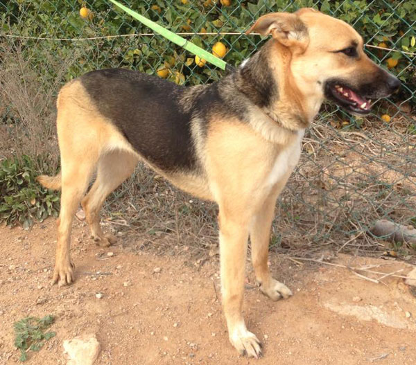 michelle young gsd left tied to a tree