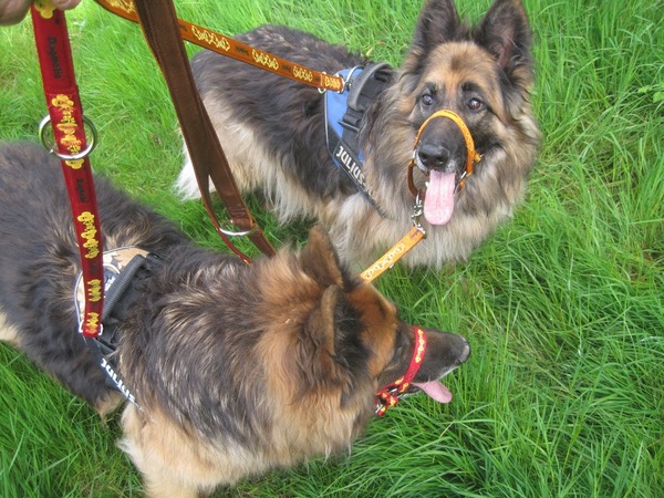 Two GSD's learning to walk on a dogmatic head collar