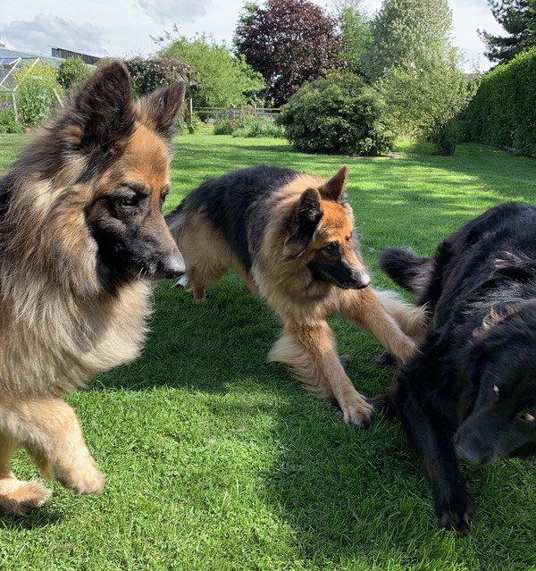 three GSD's all playing together