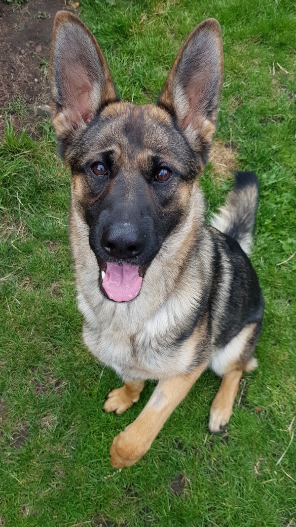 Millie young female GSD needing a home
