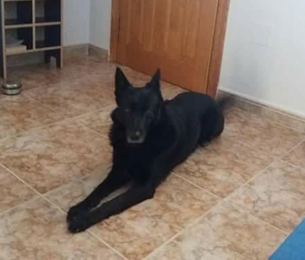 Mimi black GSD looking for a home