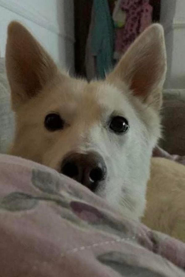 White GSD Misha needs a new home