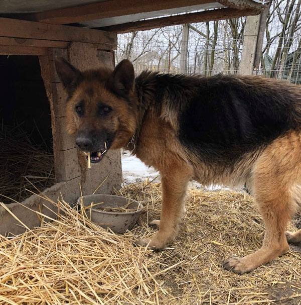 abandoned gsd molly left tied up