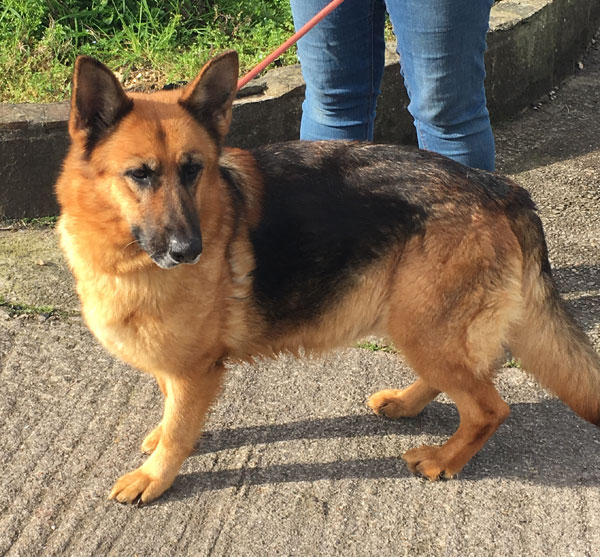 Molly older gsd looking foir a home