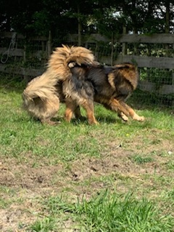 Two Caucasians playing together