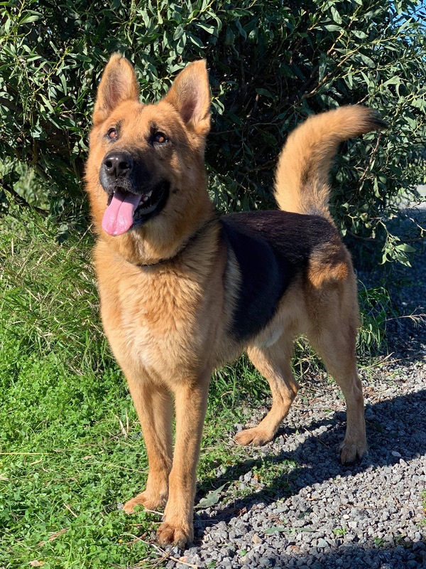Gorgeous Morgan GSD looking for a new home