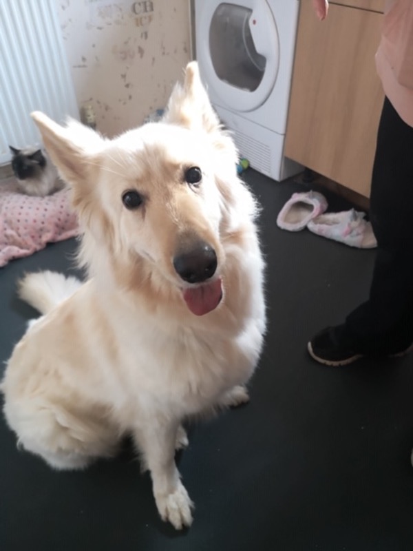 Mya white semi coated GSD needs a new home