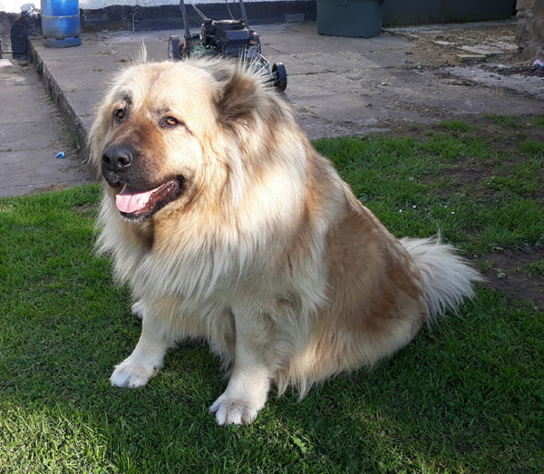 Mya Caucasian Shepherd looking for a new home