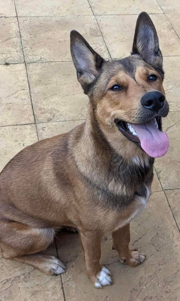 Nala GSD/husky cross needs a new home