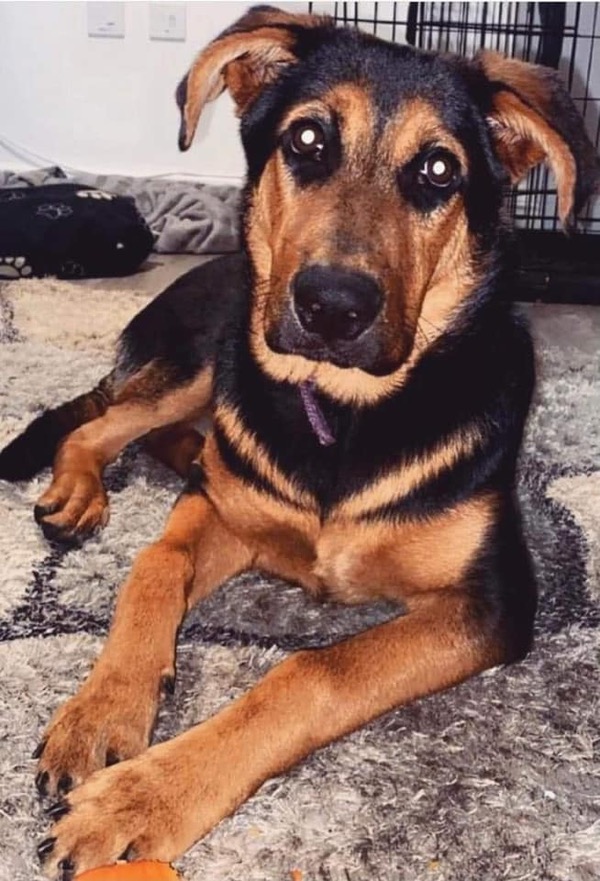 Lovely Nala GSD/rottie cross needs a new home