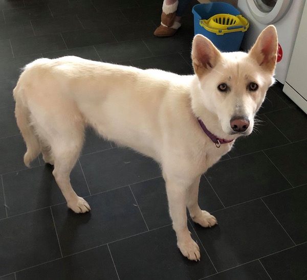 Nanuk beautiful white GSD needs a new home