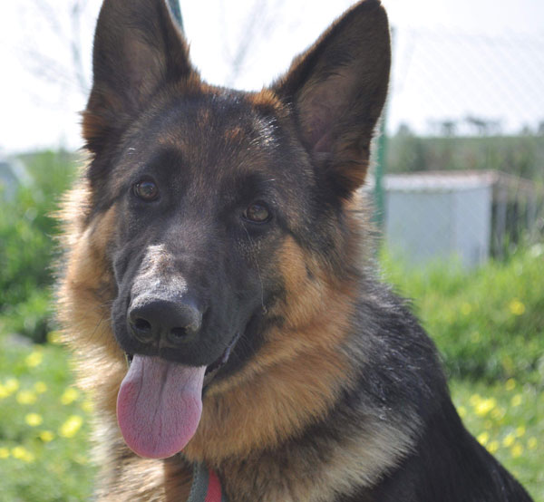 Nora gsd in cyprus looking for a home