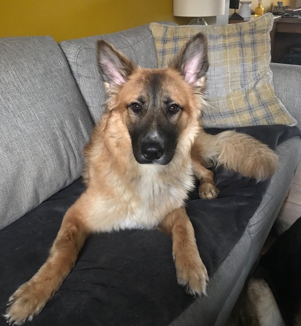 Nova young GSD looking for a new home