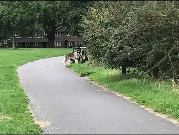 two Caucasian Shepherds abandoned