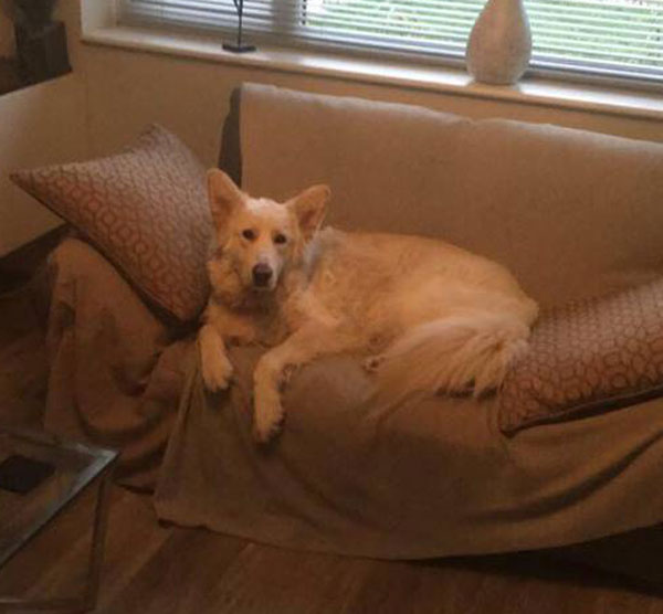 white german shepherd lying on the sofa