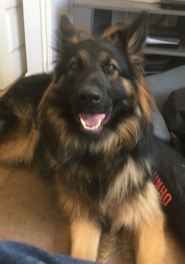 Ozzy gsd needs a new home