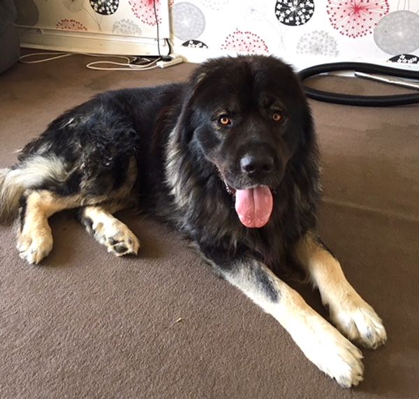 Paddy Caucasian Shepherd looking for a new home