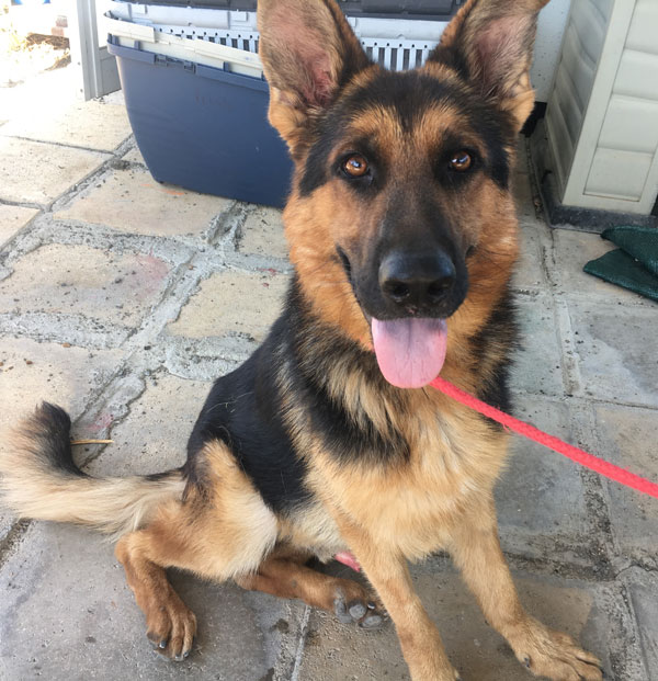 Perry the GSD needs a new home