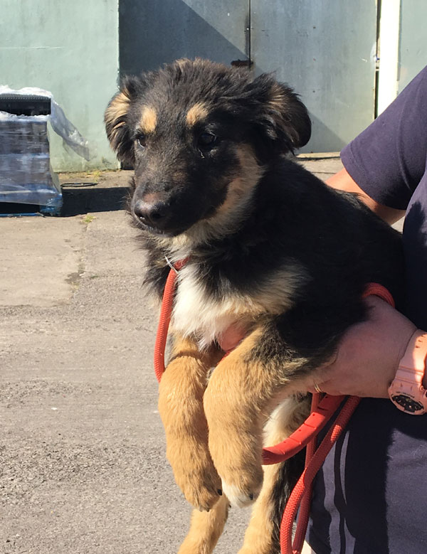 Phoebe 5 month old GSD cross