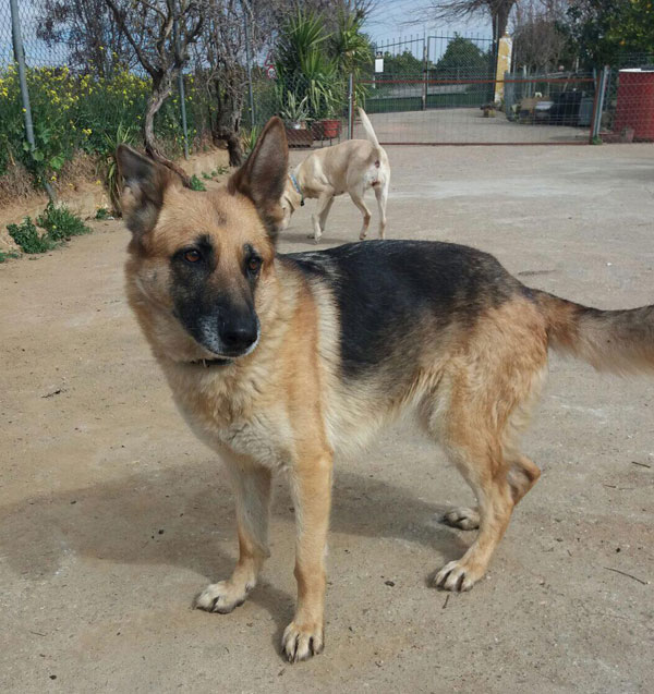 Pili gsd rescued from Spain needs a home