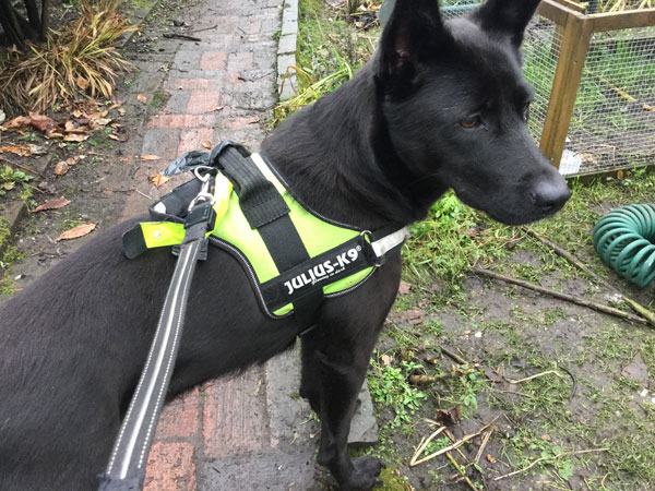 Pretty Polly black GSD cross