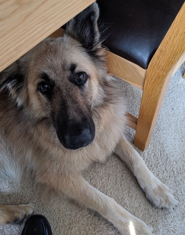 poppy sweet gsd looking for a new home