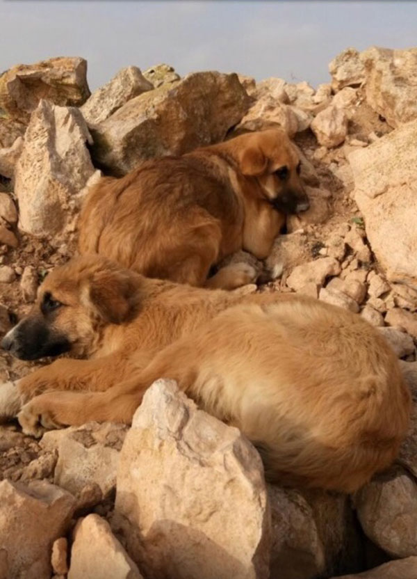 two gsd puppies abandoned on rocks in Spain