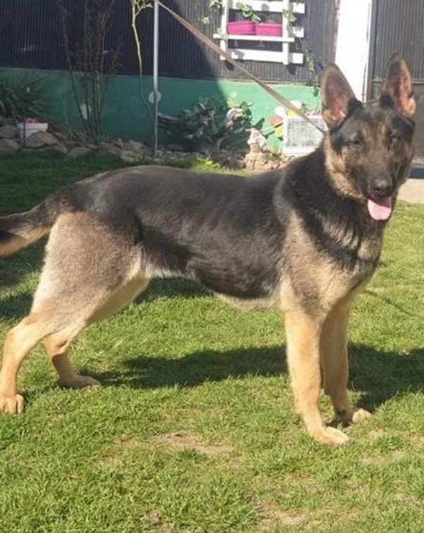 Poppy GSD needs a new home