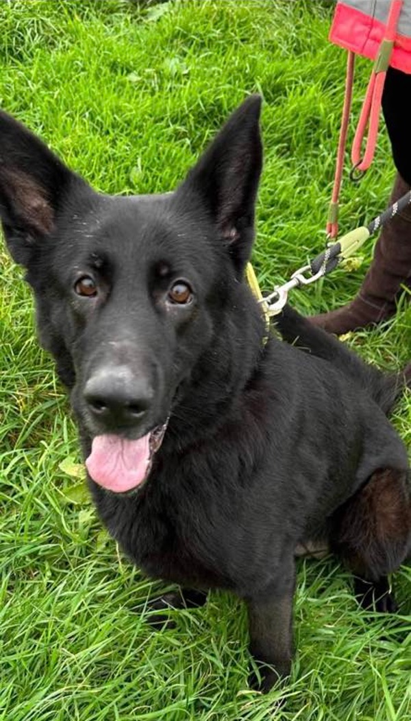 Poppy black GSD needs anew home