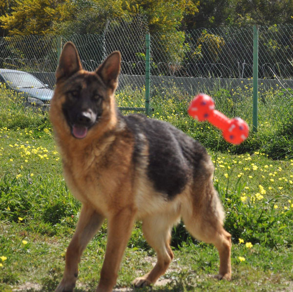 Portia GSD in Cyprus looking for a home