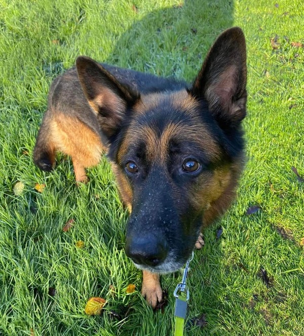Prince mature GSD need a new home