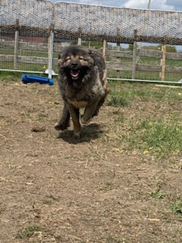 Princess Caucasian Shepherd looking for a new home