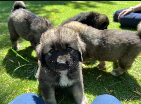 Caucasian Puppies for rehoming