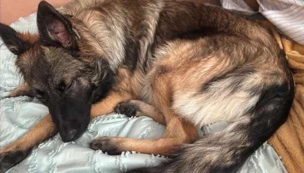 GSD puppy Quinn sleeping