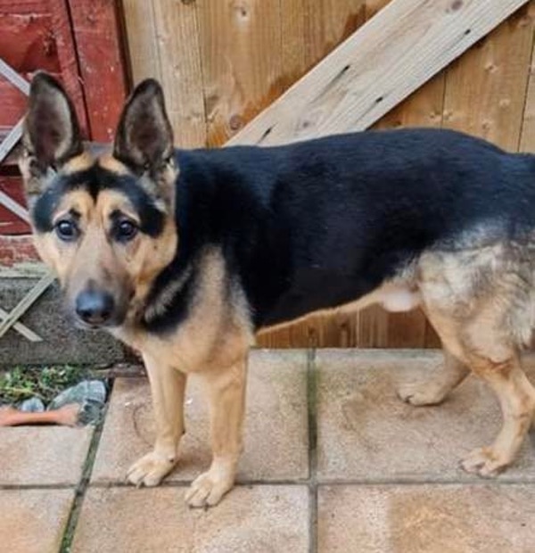 Raigan older GSD looking for a new home