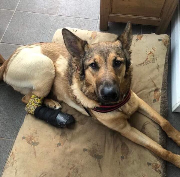 Raven injured dog needs a new home